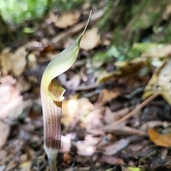 Arisaema macrospathum