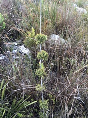 Thamnochortus cinereus
