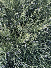 Genista acanthoclada