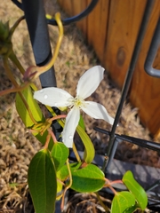Clematis armandii