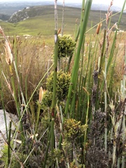 Thamnochortus cinereus