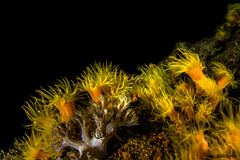 Cladopsammia gracilis