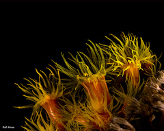 Cladopsammia gracilis