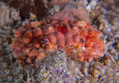 Euxanthus exsculptus