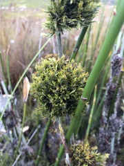 Thamnochortus cinereus