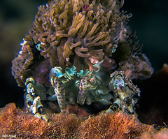 Cyclocoeloma tuberculatum