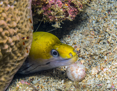Gymnothorax rueppelliae