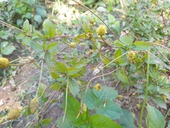 Acmella brachyglossa