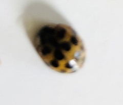 Harmonia axyridis