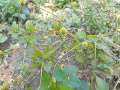 Acmella brachyglossa