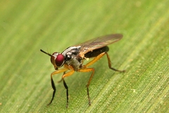 Anaphalantus longicornis