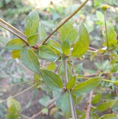 Acmella brachyglossa