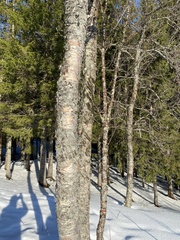 Betula pubescens