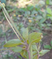 Acmella brachyglossa