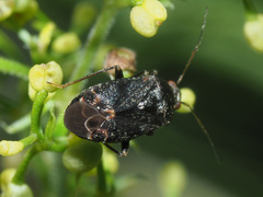 Charagochilus