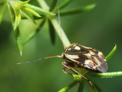 Polymerus microphthalmus