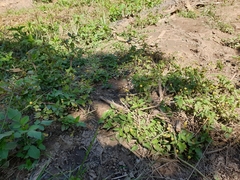 Acmella brachyglossa