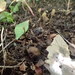 キツネノヤリタケ