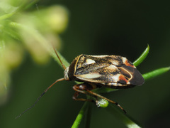 Polymerus microphthalmus