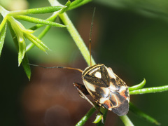 Polymerus microphthalmus