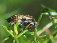 Polymerus microphthalmus