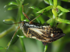 Polymerus microphthalmus