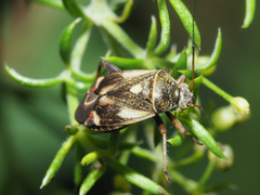 Polymerus microphthalmus