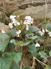 Viola alba alba