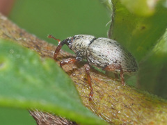 Tychius junceus