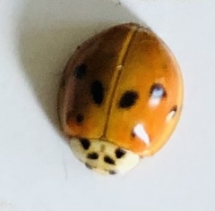Harmonia axyridis