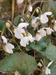Viola alba alba
