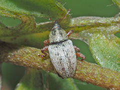 Tychius junceus