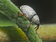 Tychius junceus