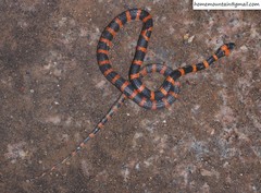 Lycodon liuchengchaoi