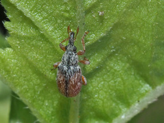 Malvapion malvae