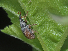 Malvapion malvae