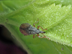 Malvapion malvae