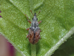 Malvapion malvae