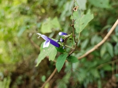 Salvia clarkcowanii