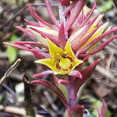 Echeveria rosea