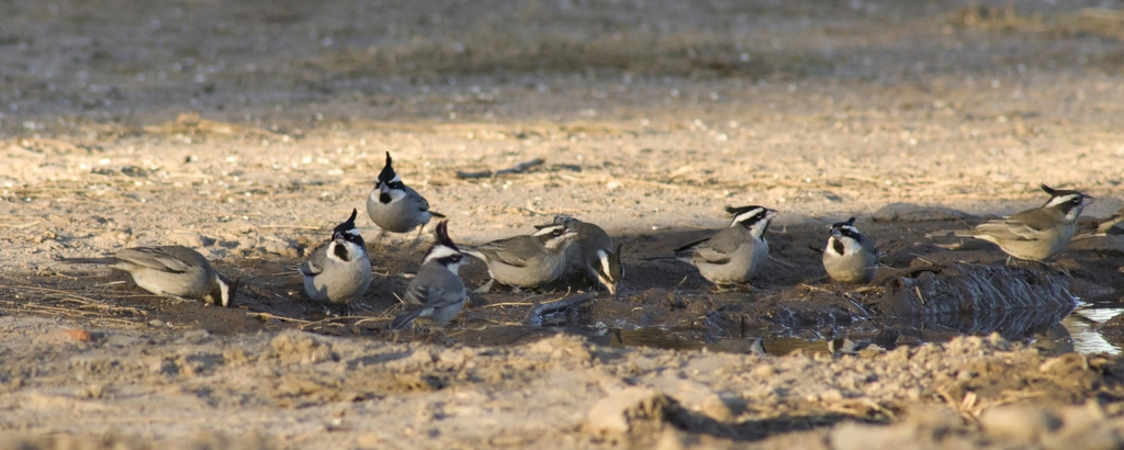 Crested Finches