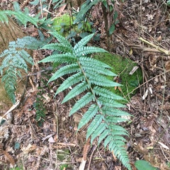 Polystichum biaristatum