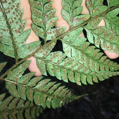 Polystichum biaristatum