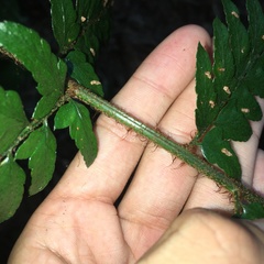 Polystichum biaristatum