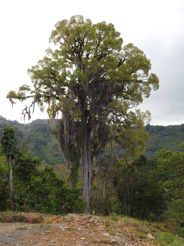 Image of Ulmus mexicana by (c) Michelle Monge-Velazquez, some rights reserved (CC BY)