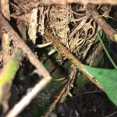 Polystichum biaristatum