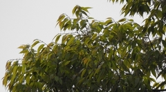 Ulmus mexicana