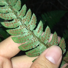 Polystichum biaristatum