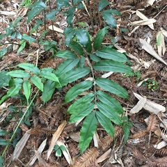 Coniogramme fraxinea