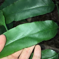 Coniogramme fraxinea